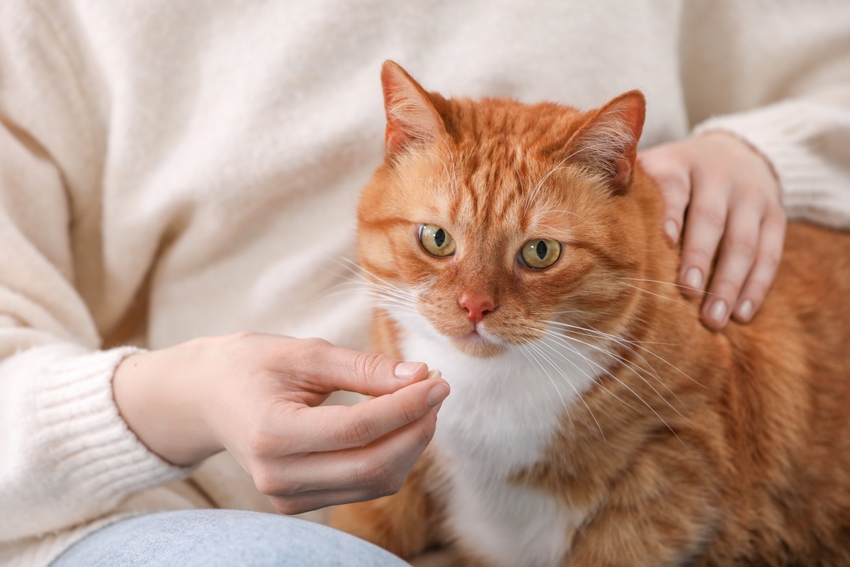 Photo inspiration: Picture Idea: Cat Uti Treatment Symptoms Causes And Treatment Homemade Medicine