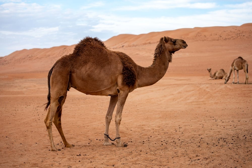 Dromedary Dromedary